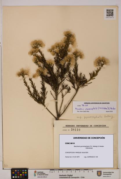 Baccharis pycnocephala [Espécimen: UDEC:CONC:0038110]