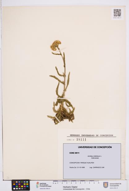 Achillea millefolium [Espécimen: ]