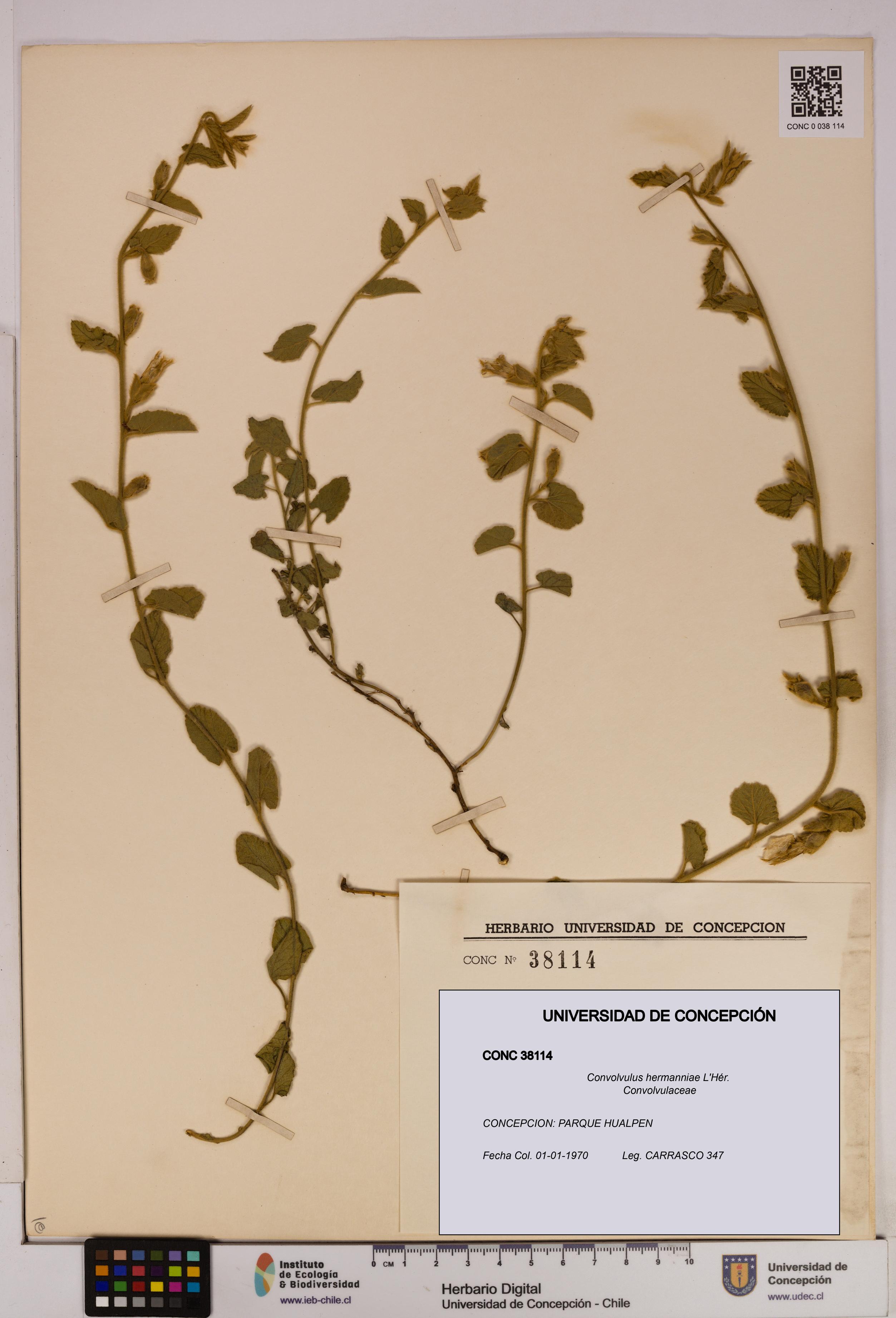 Convolvulus hermanniae [Espécimen: UDEC:CONC:0038114]