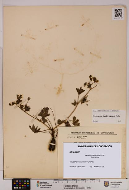 Geranium berteroanum [Espécimen: UDEC:CONC:0038127]
