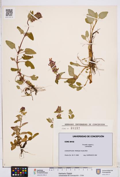 Prunella vulgaris [Espécimen: ]