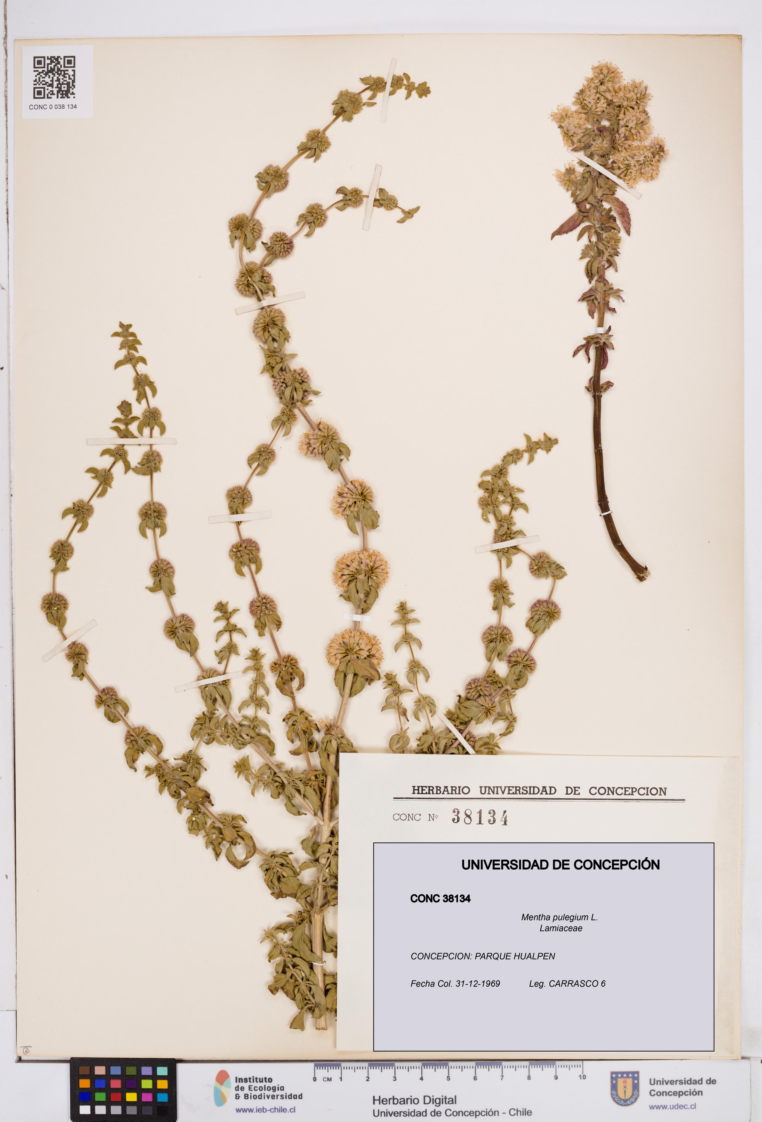 Mentha pulegium [Espécimen: ]