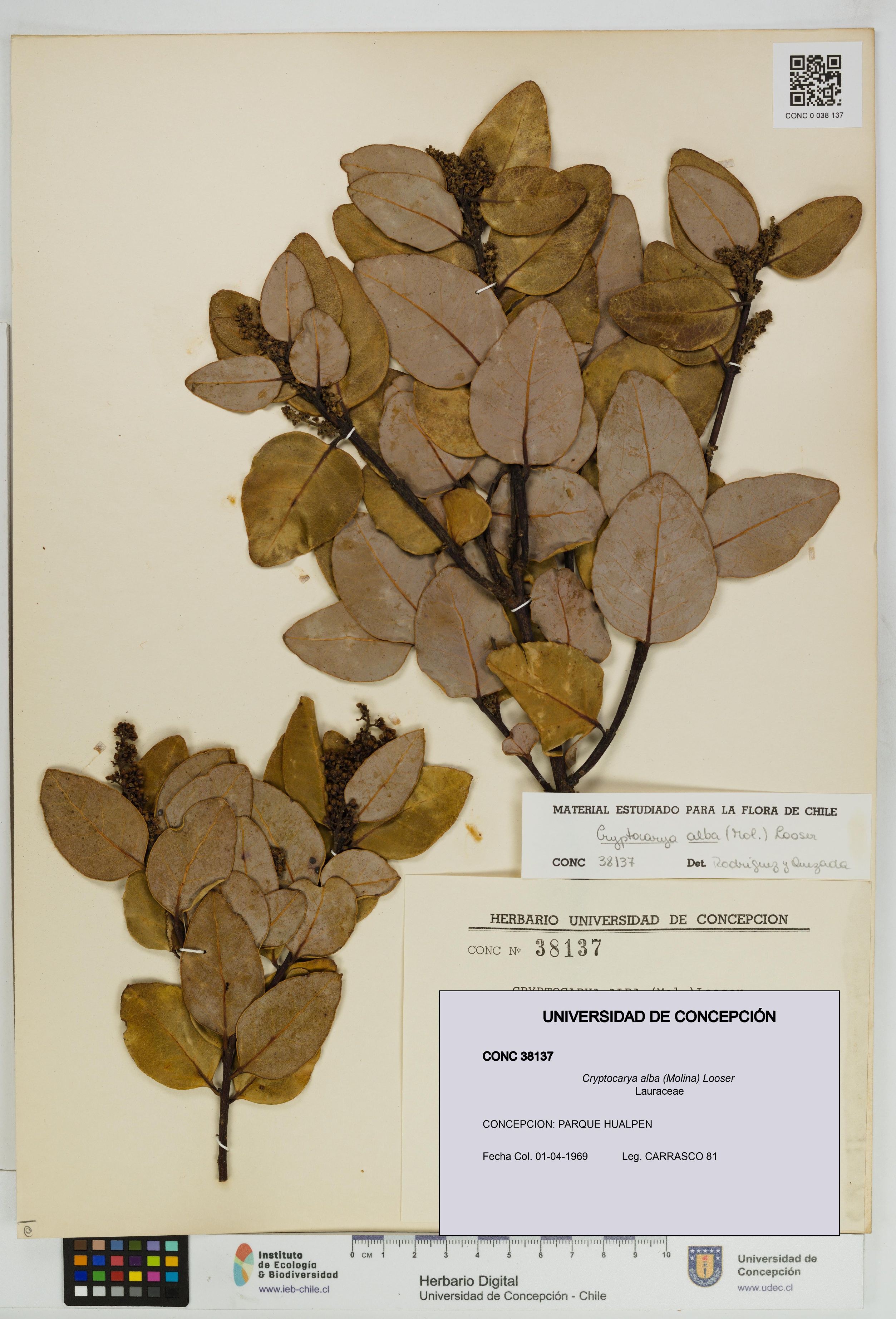 Cryptocarya alba [Espécimen: UDEC:CONC:0038137]