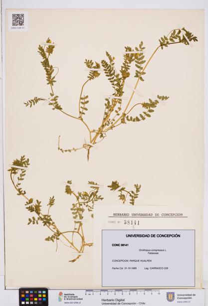 Ornithopus compressus [Espécimen: ]