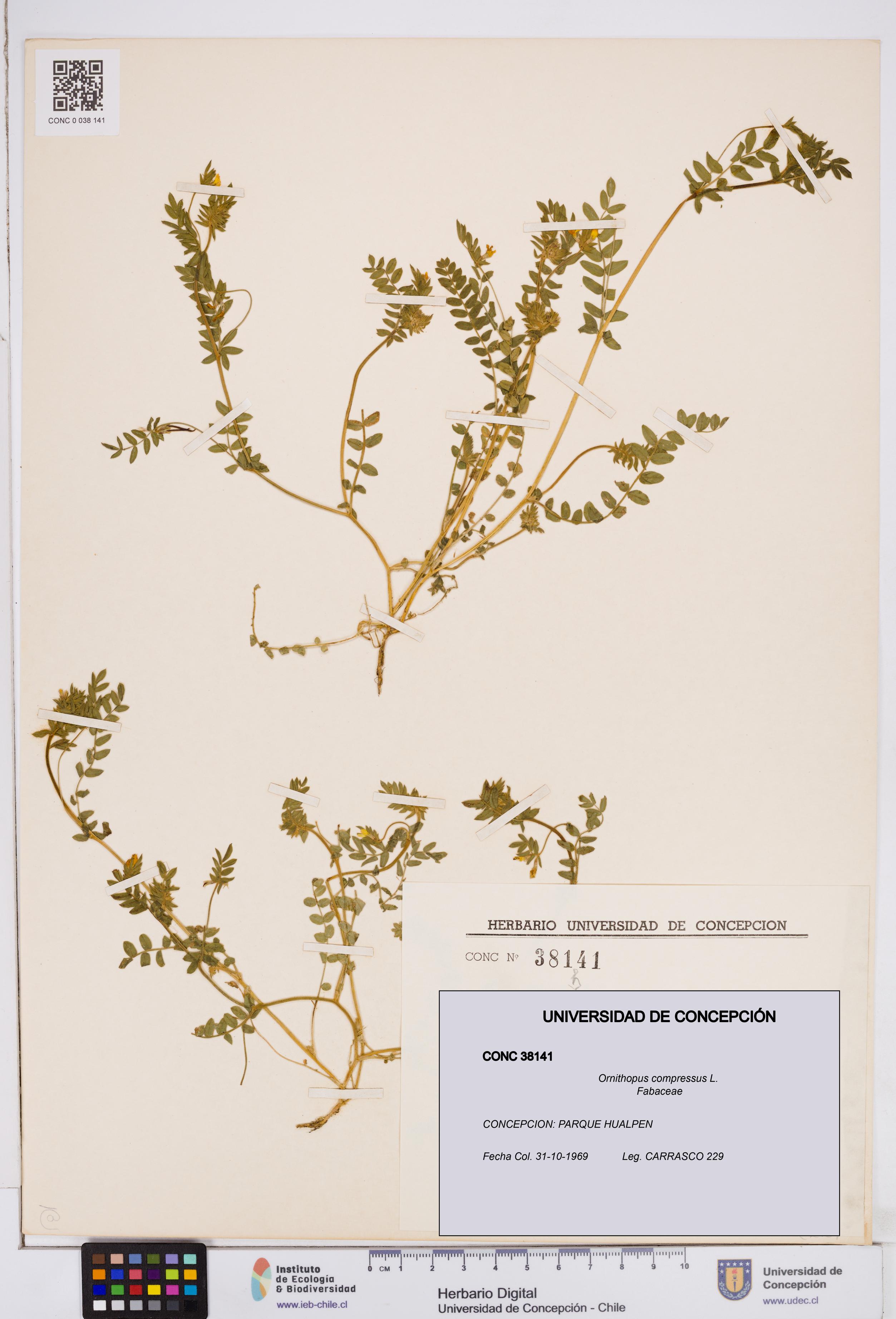 Ornithopus compressus [Espécimen: ]