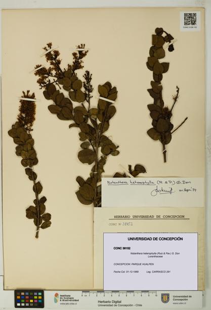 Notanthera heterophylla [Espécimen: UDEC:CONC:0038152]