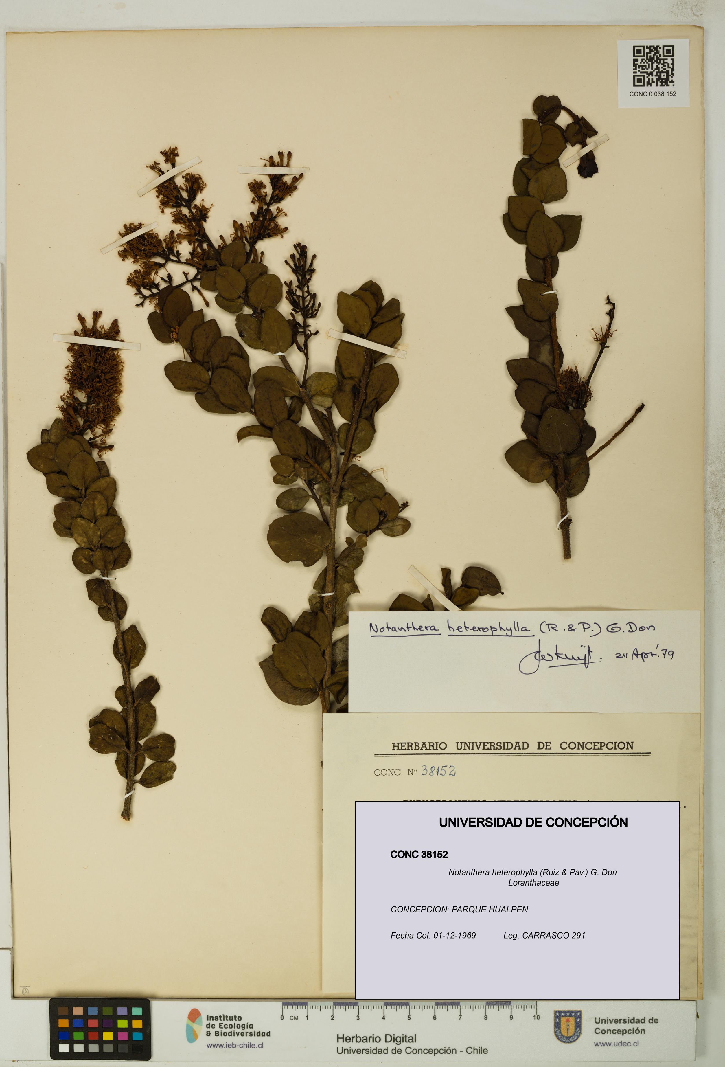 Notanthera heterophylla [Espécimen: UDEC:CONC:0038152]
