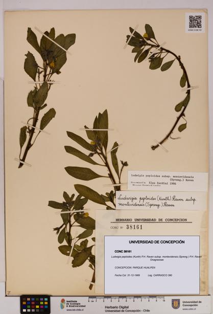 Ludwigia peploides [Espécimen: UDEC:CONC:0038161]