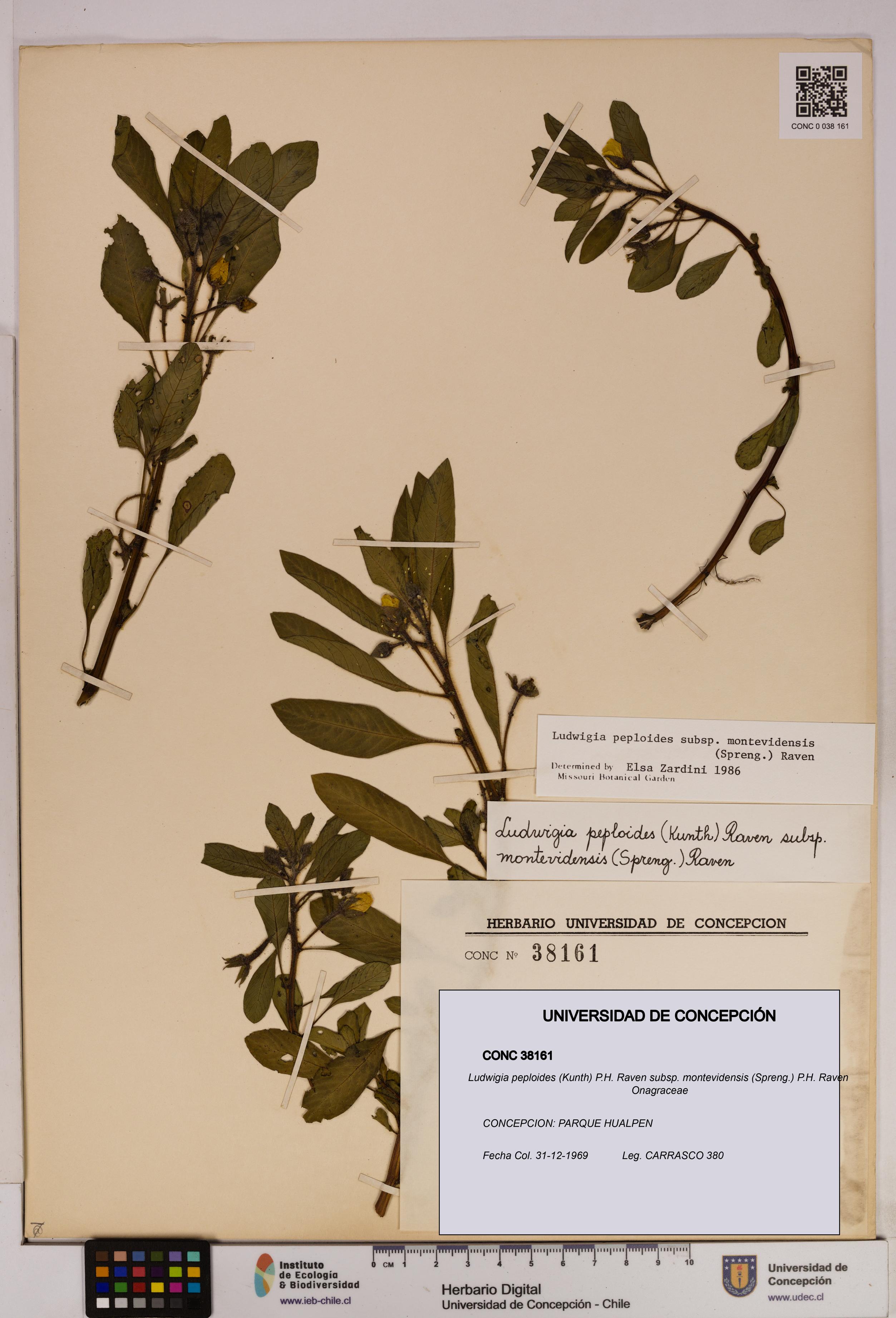 Ludwigia peploides [Espécimen: UDEC:CONC:0038161]