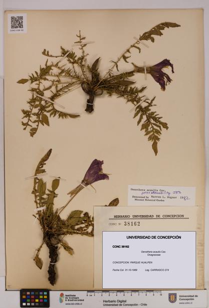 Oenothera acaulis [Espécimen: UDEC:CONC:0038162]
