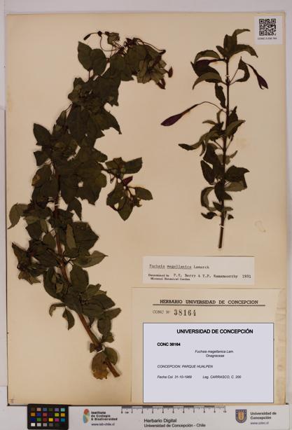 Fuchsia magellanica [Espécimen: UDEC:CONC:0038164]