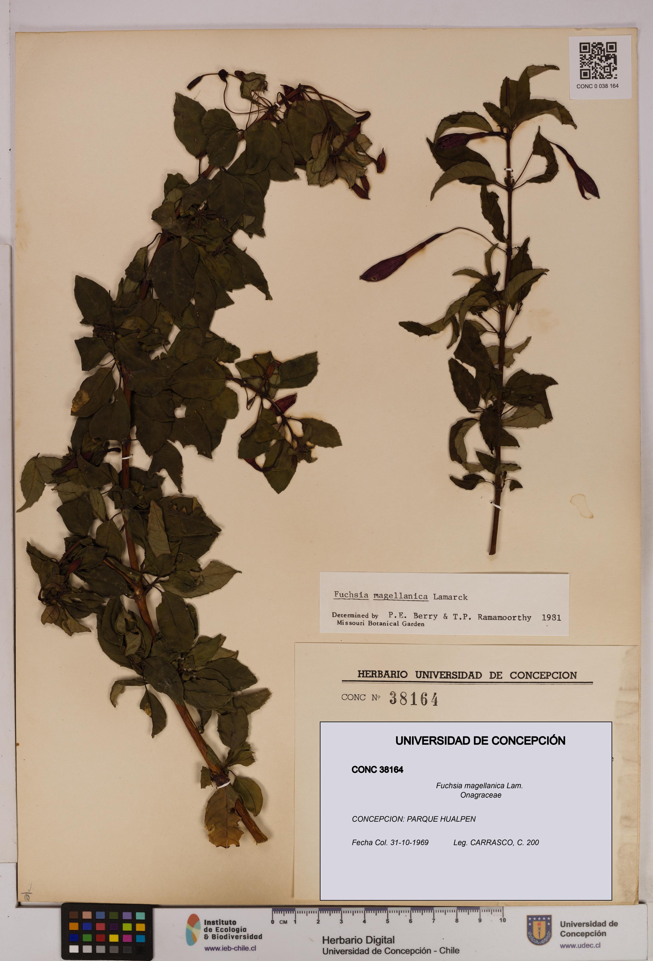 Fuchsia magellanica [Espécimen: UDEC:CONC:0038164]