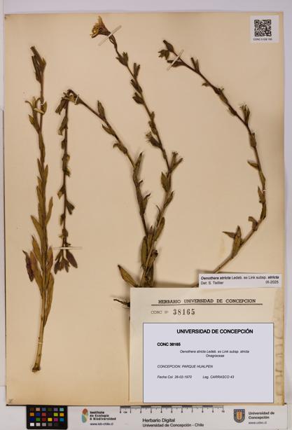 Oenothera stricta subsp. stricta [Espécimen: UDEC:CONC:0038165]