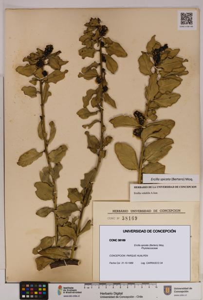 Ercilla spicata [Espécimen: UDEC:CONC:0038169]