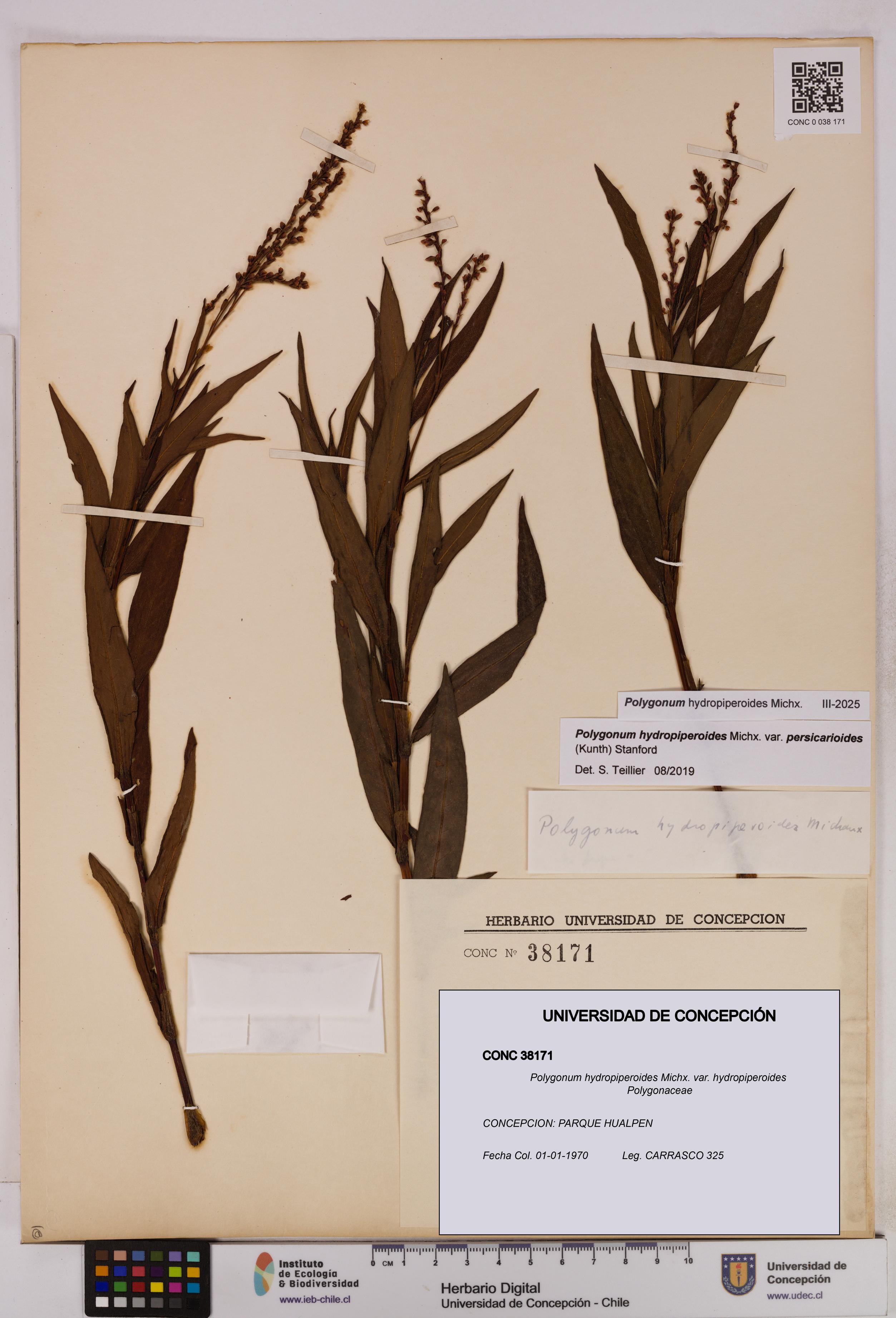Polygonum hydropiperoides var. hydropiperoides [Espécimen: UDEC:CONC:0038171]