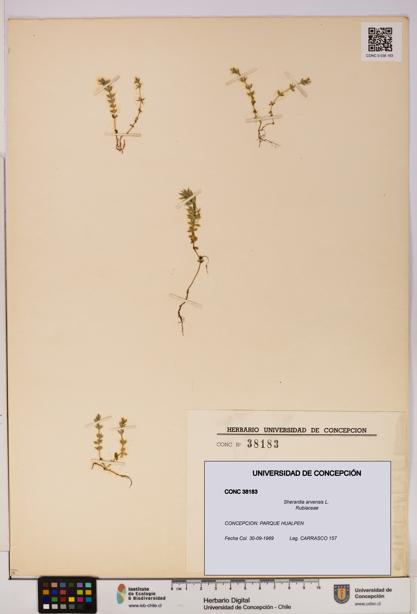 Sherardia arvensis [Espécimen: UDEC:CONC:0038183]