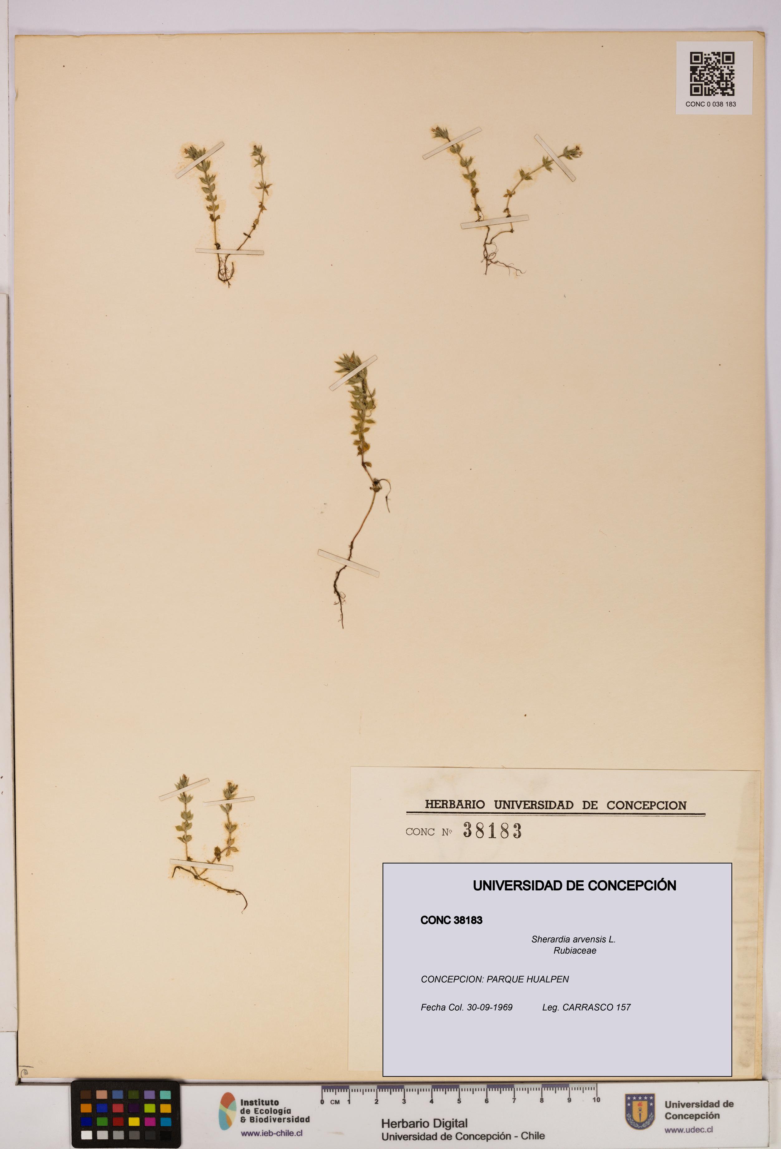 Sherardia arvensis [Espécimen: UDEC:CONC:0038183]