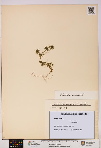 Sherardia arvensis [Espécimen: UDEC:CONC:0038184]