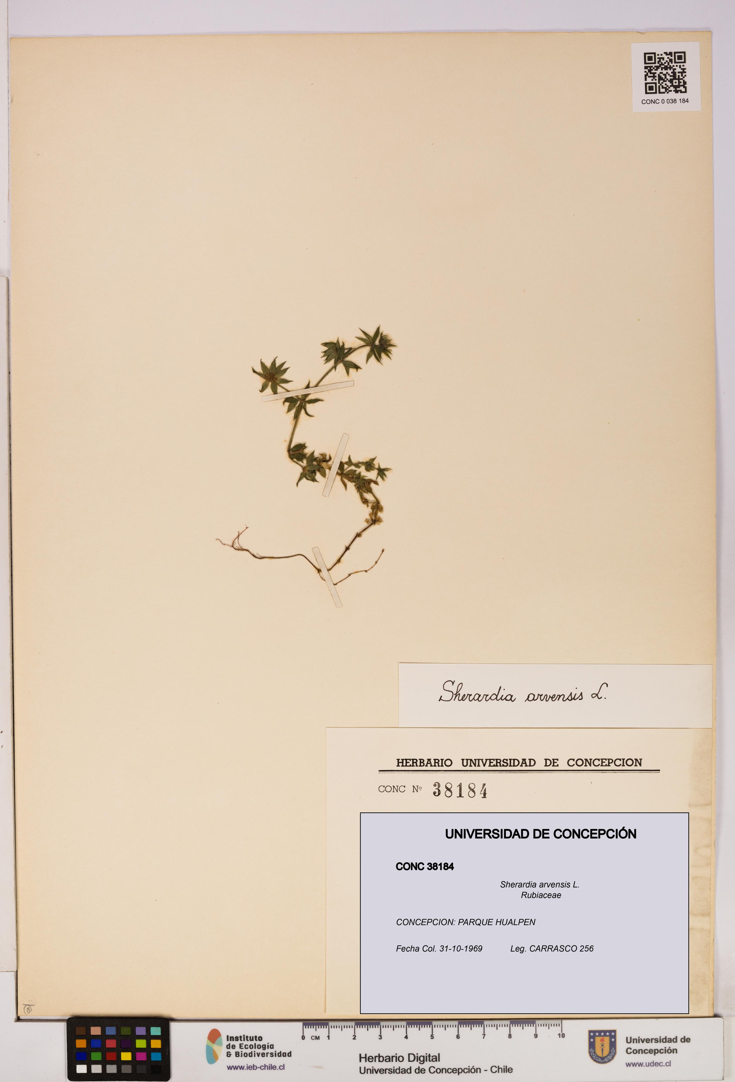 Sherardia arvensis [Espécimen: UDEC:CONC:0038184]