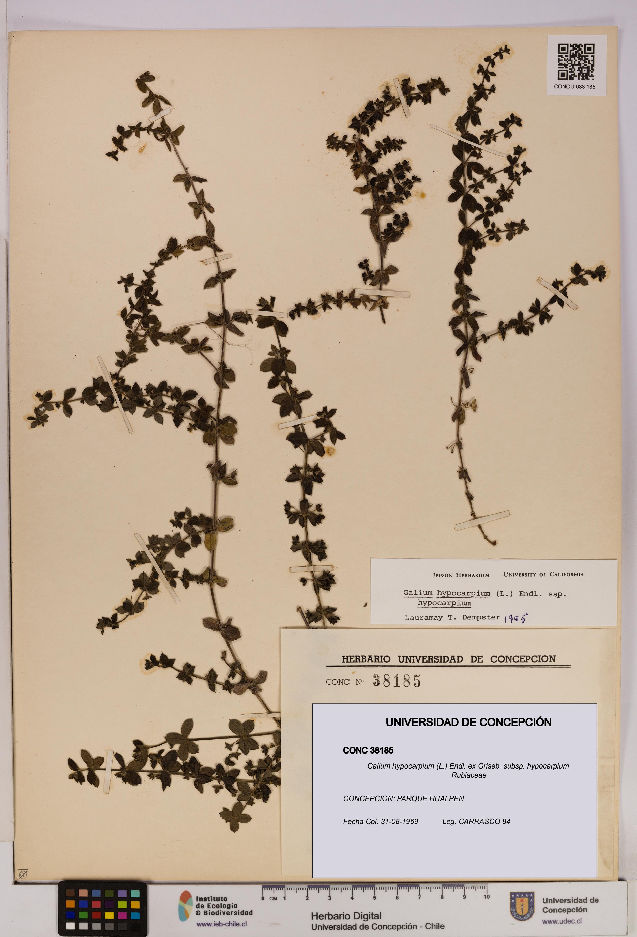 Galium hypocarpium subsp. hypocarpium [Espécimen: UDEC:CONC:0038185]
