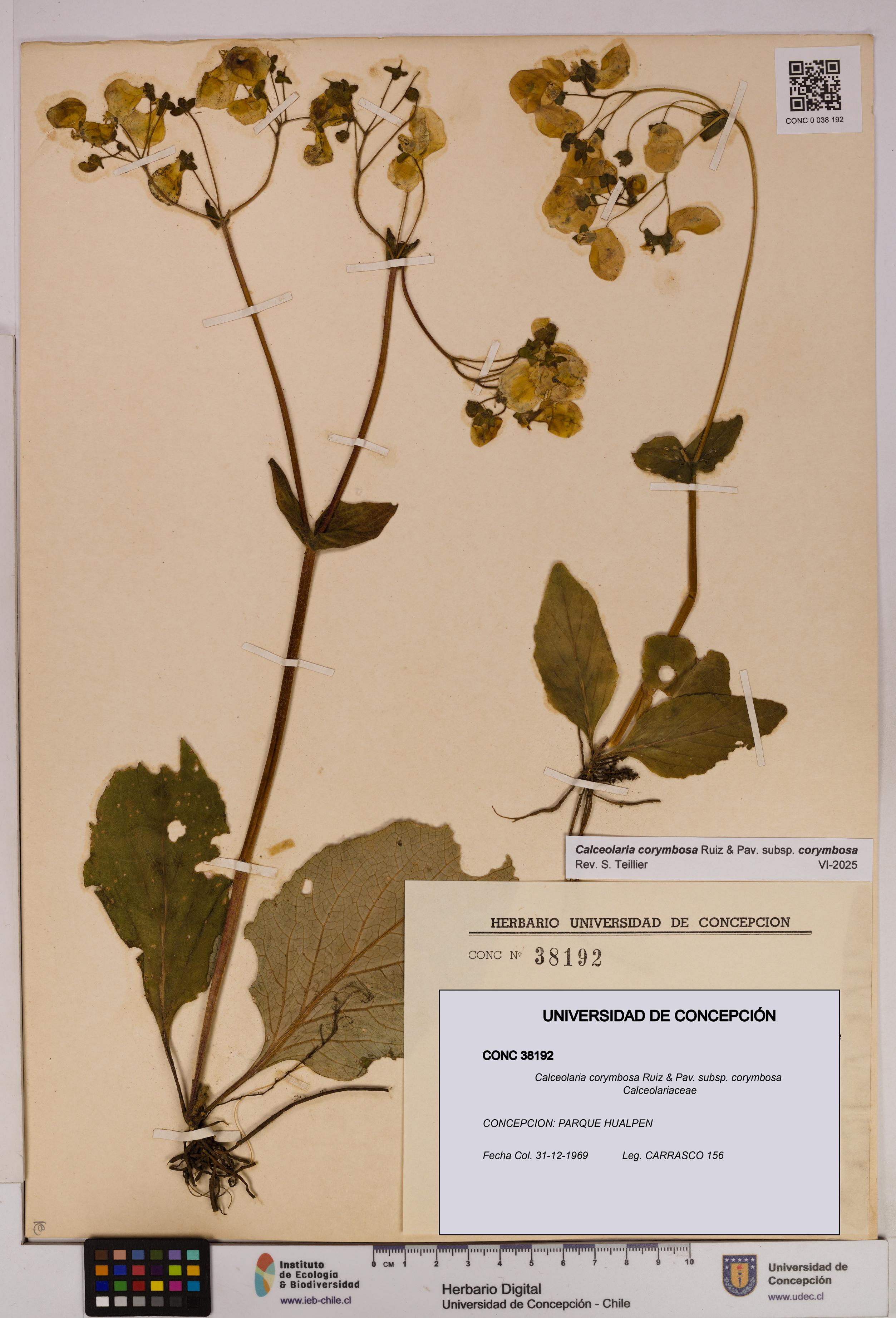 Calceolaria corymbosa [Espécimen: UDEC:CONC:0038192]