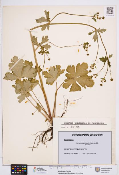 Sanicula crassicaulis [Espécimen: ]