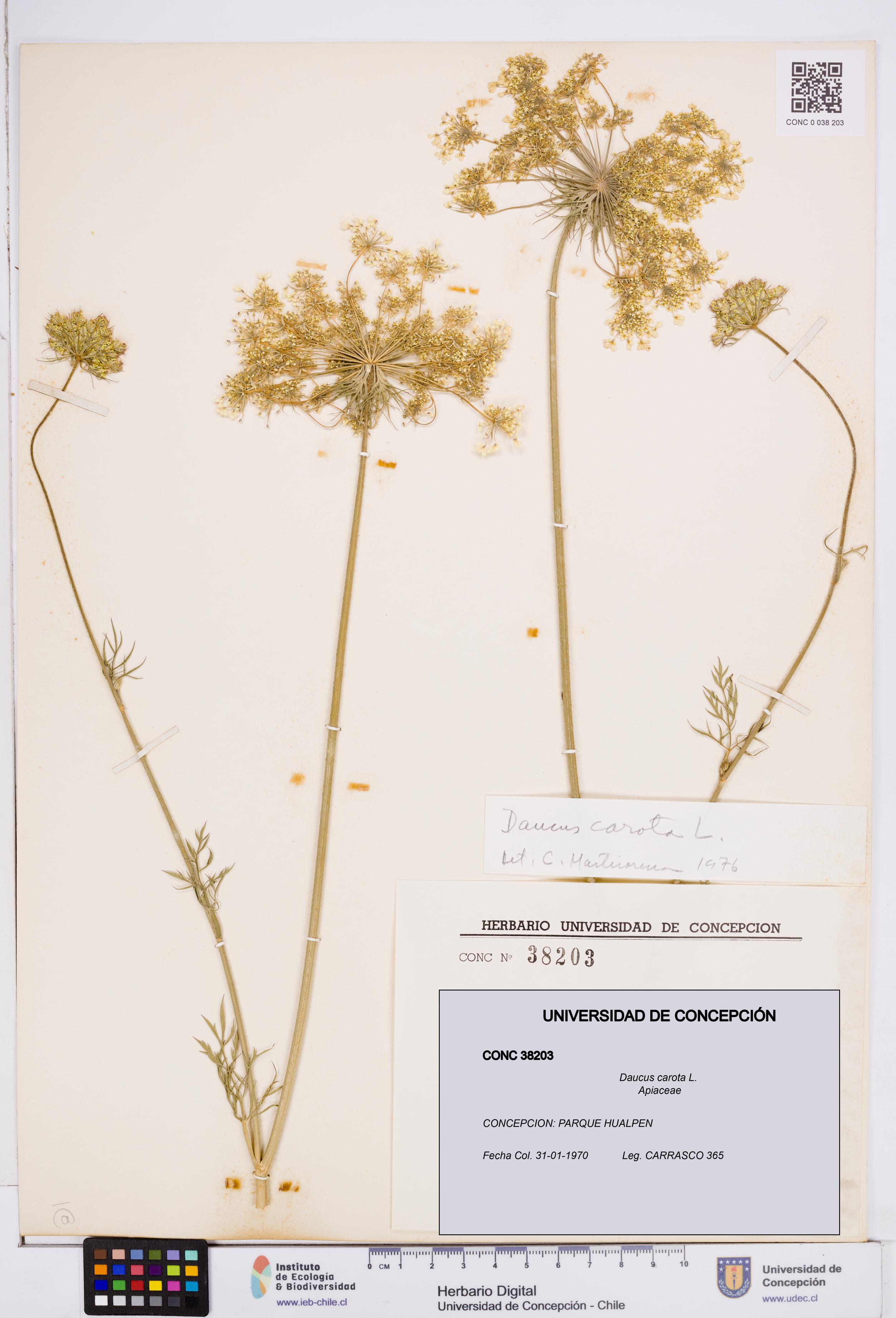Daucus carota [Espécimen: ]