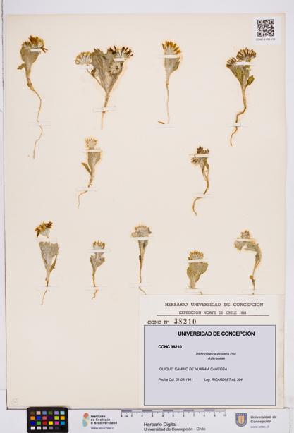 Trichocline caulescens [Espécimen: ]