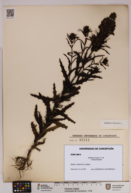 Bellardia trixago [Espécimen: UDEC:CONC:0038212]