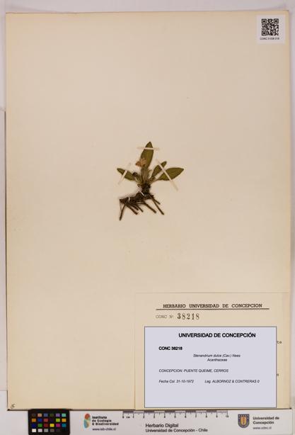Stenandrium dulce [Espécimen: UDEC:CONC:0038218]