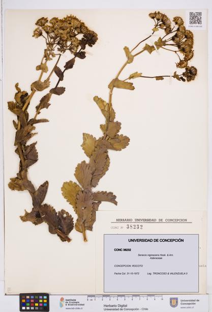 Senecio nigrescens [Espécimen: ]