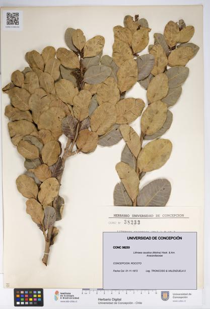 Lithraea caustica [Espécimen: UDEC:CONC:0038233]