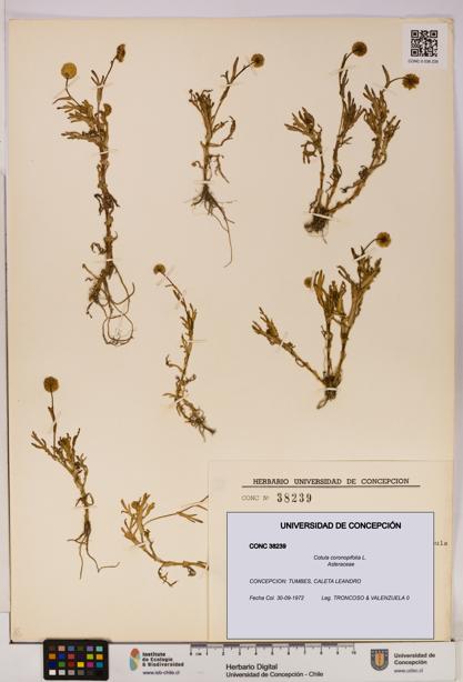 Cotula coronopifolia [Espécimen: UDEC:CONC:0038239]