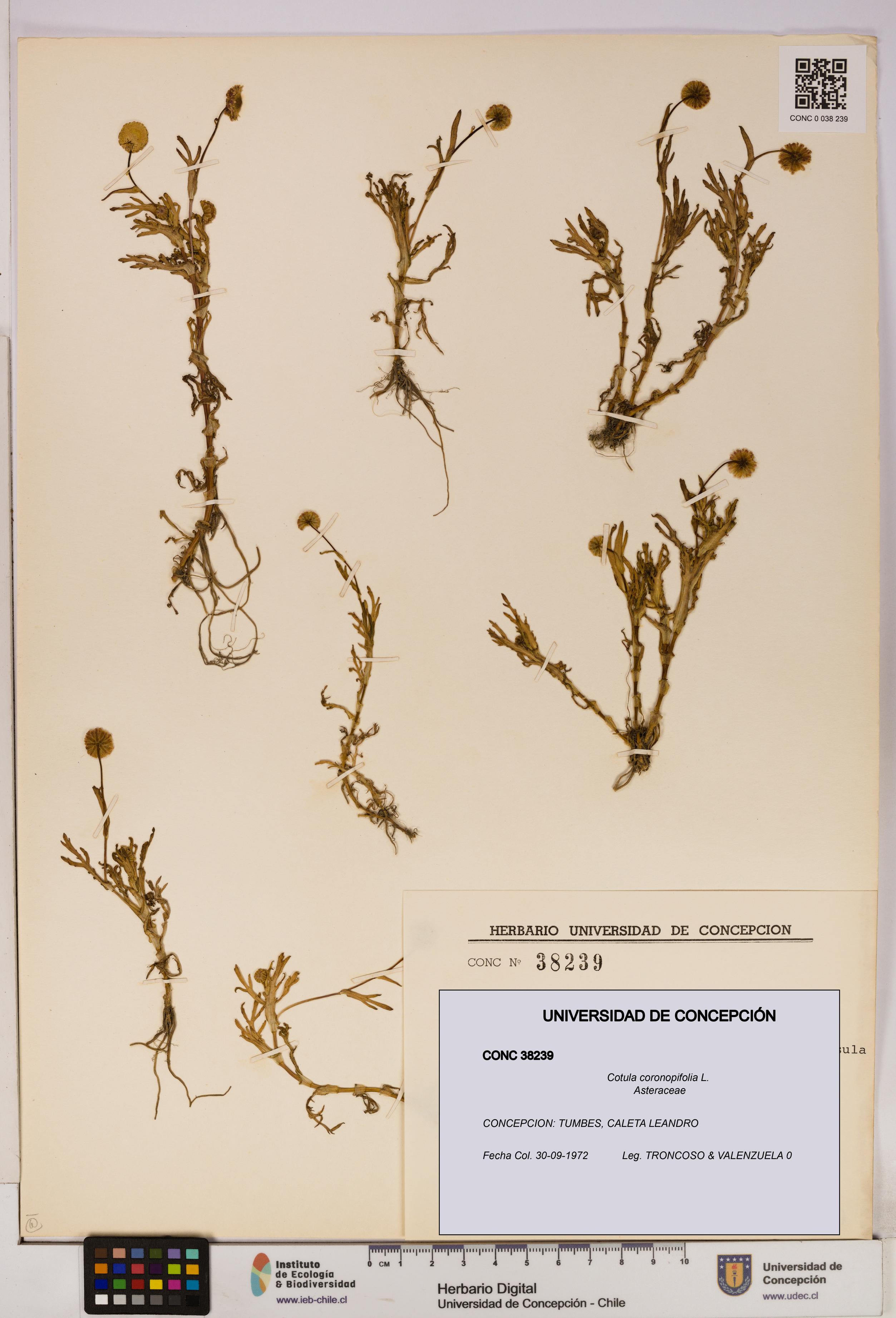 Cotula coronopifolia [Espécimen: UDEC:CONC:0038239]