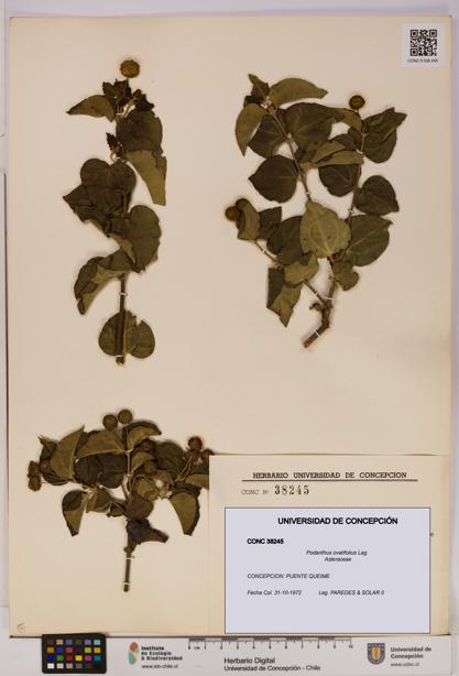 Podanthus ovatifolius [Espécimen: ]