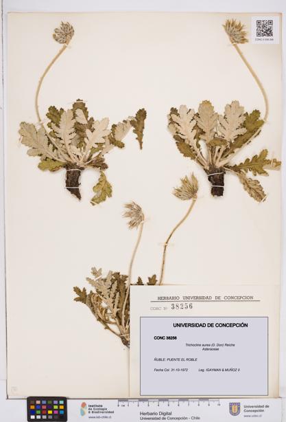Trichocline aurea [Espécimen: ]