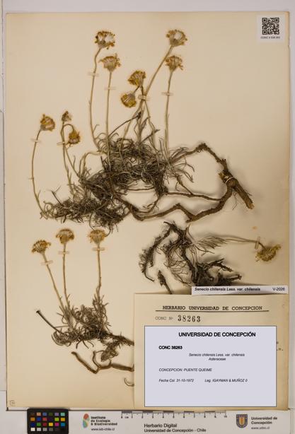 Senecio chilensis var. chilensis [Espécimen: UDEC:CONC:0038263]