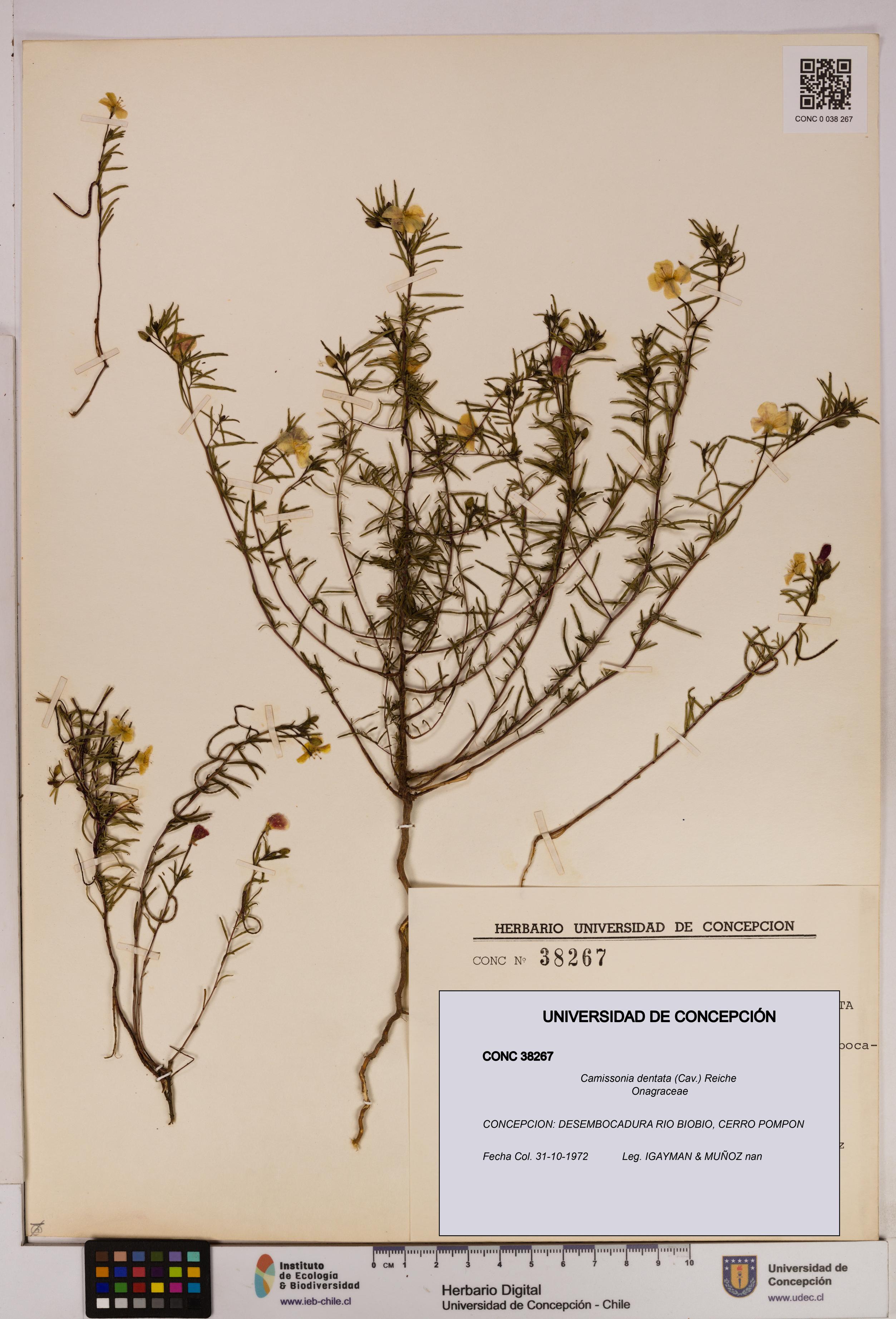 Camissonia dentata [Espécimen: UDEC:CONC:0038267]