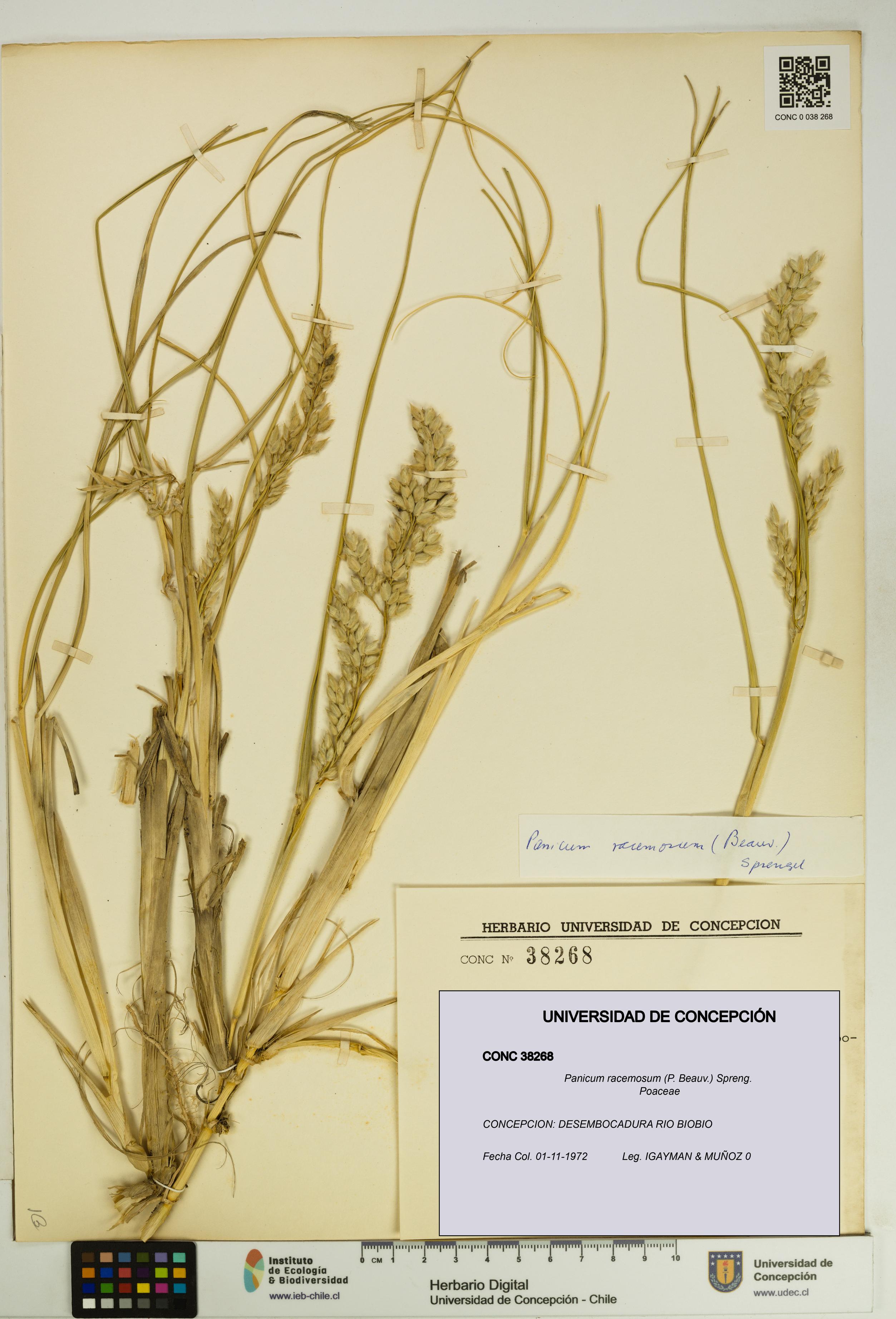Panicum racemosum [Espécimen: UDEC:CONC:0038268]