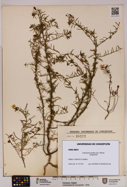 Camissonia dentata [Espécimen: UDEC:CONC:0038272]