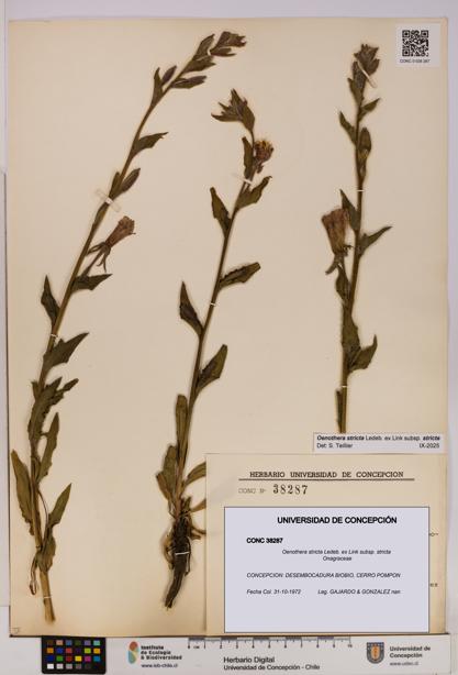 Oenothera stricta subsp. stricta [Espécimen: UDEC:CONC:0038287]