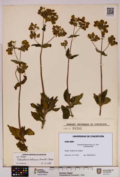 Calceolaria talcana [Espécimen: UDEC:CONC:0038291]