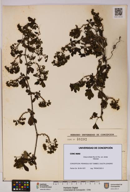 Cissus striata var. striata [Espécimen: UDEC:CONC:0038292]