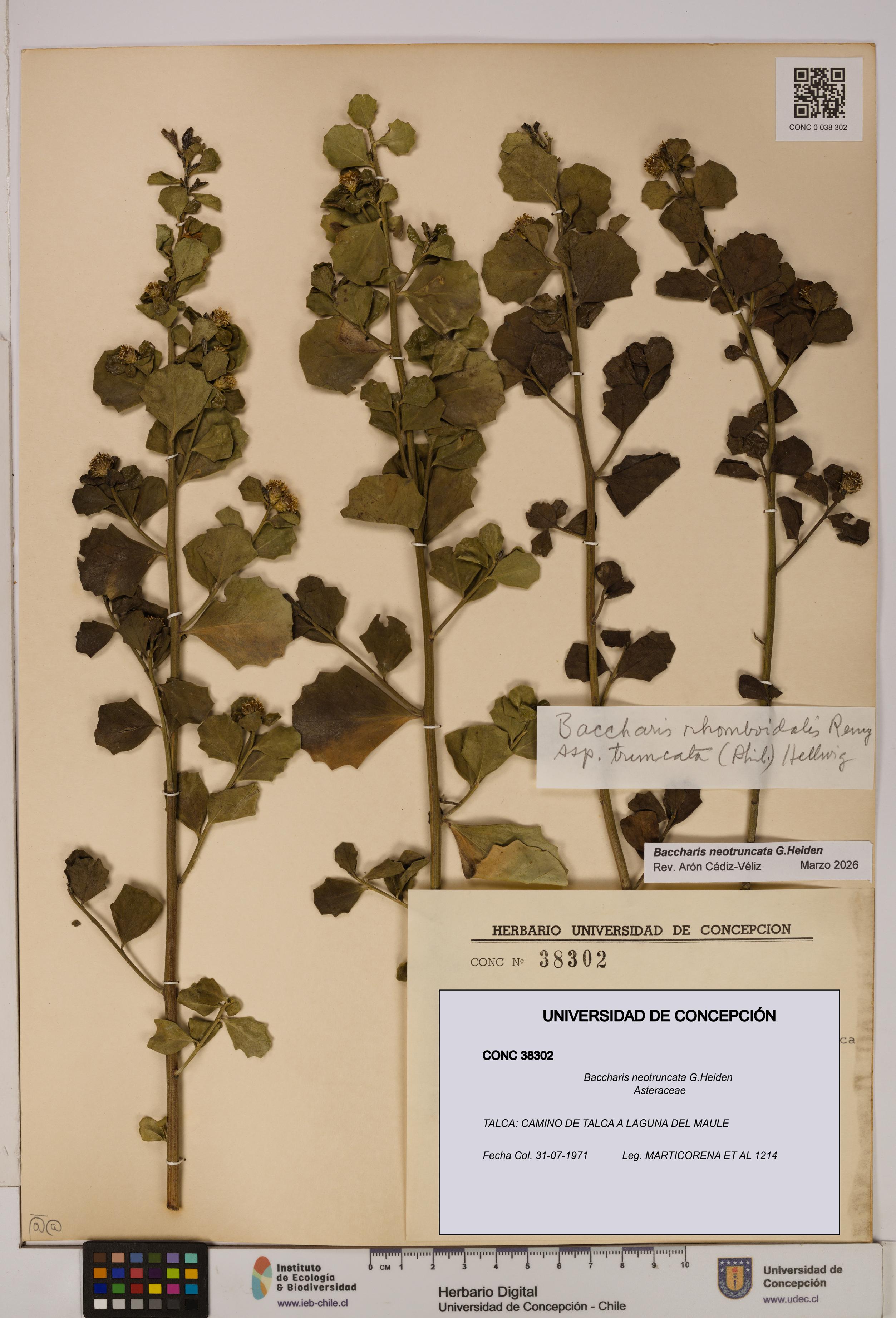Baccharis neotruncata [Espécimen: UDEC:CONC:0038302]