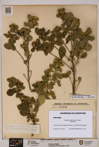 Baccharis neotruncata [Espécimen: UDEC:CONC:0038303]