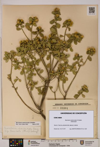 Baccharis neotruncata [Espécimen: UDEC:CONC:0038304]