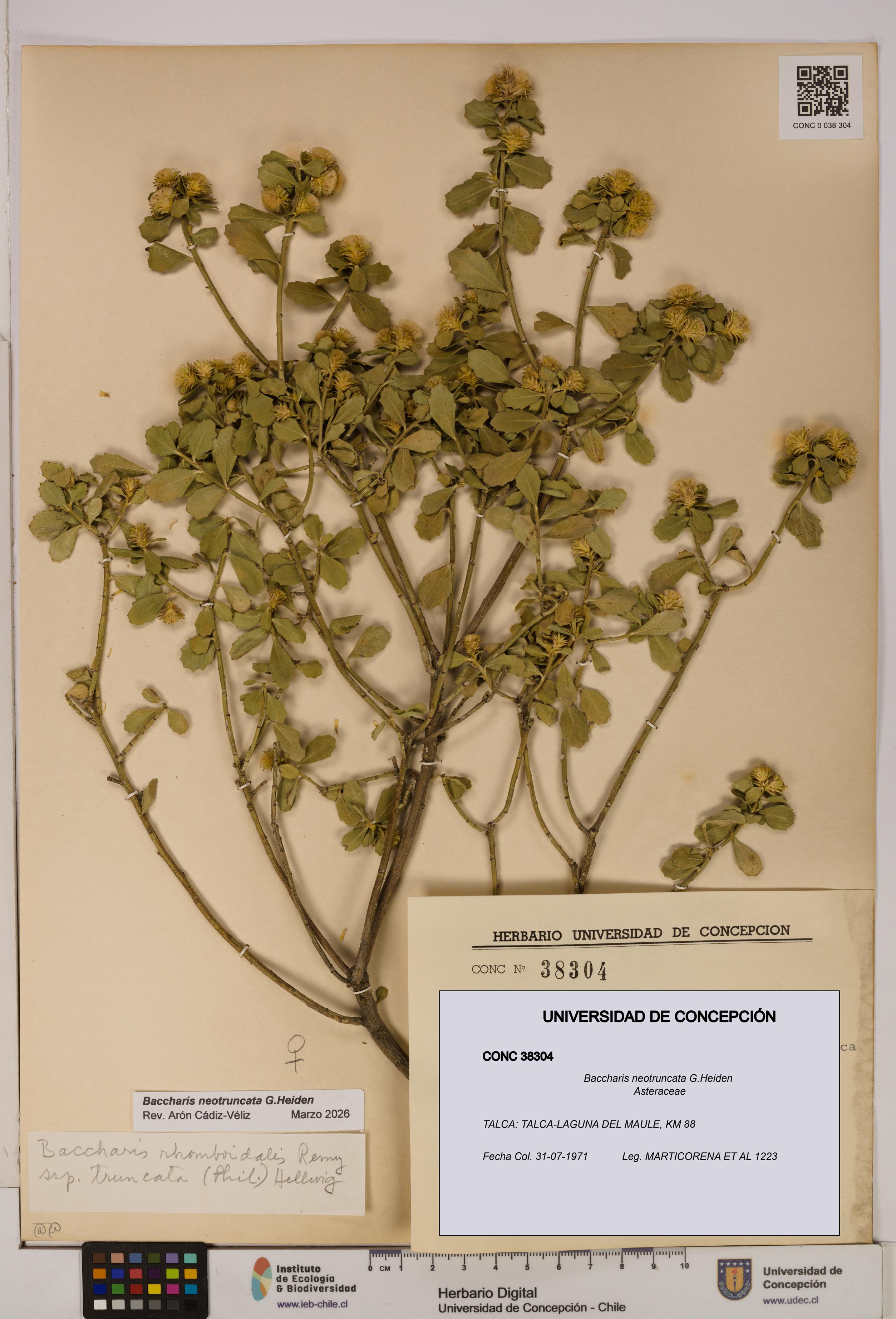 Baccharis neotruncata [Espécimen: UDEC:CONC:0038304]