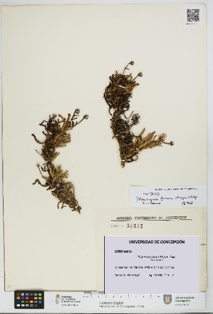Polyachyrus fuscus [Espécimen: UDEC:CONC:0038313]