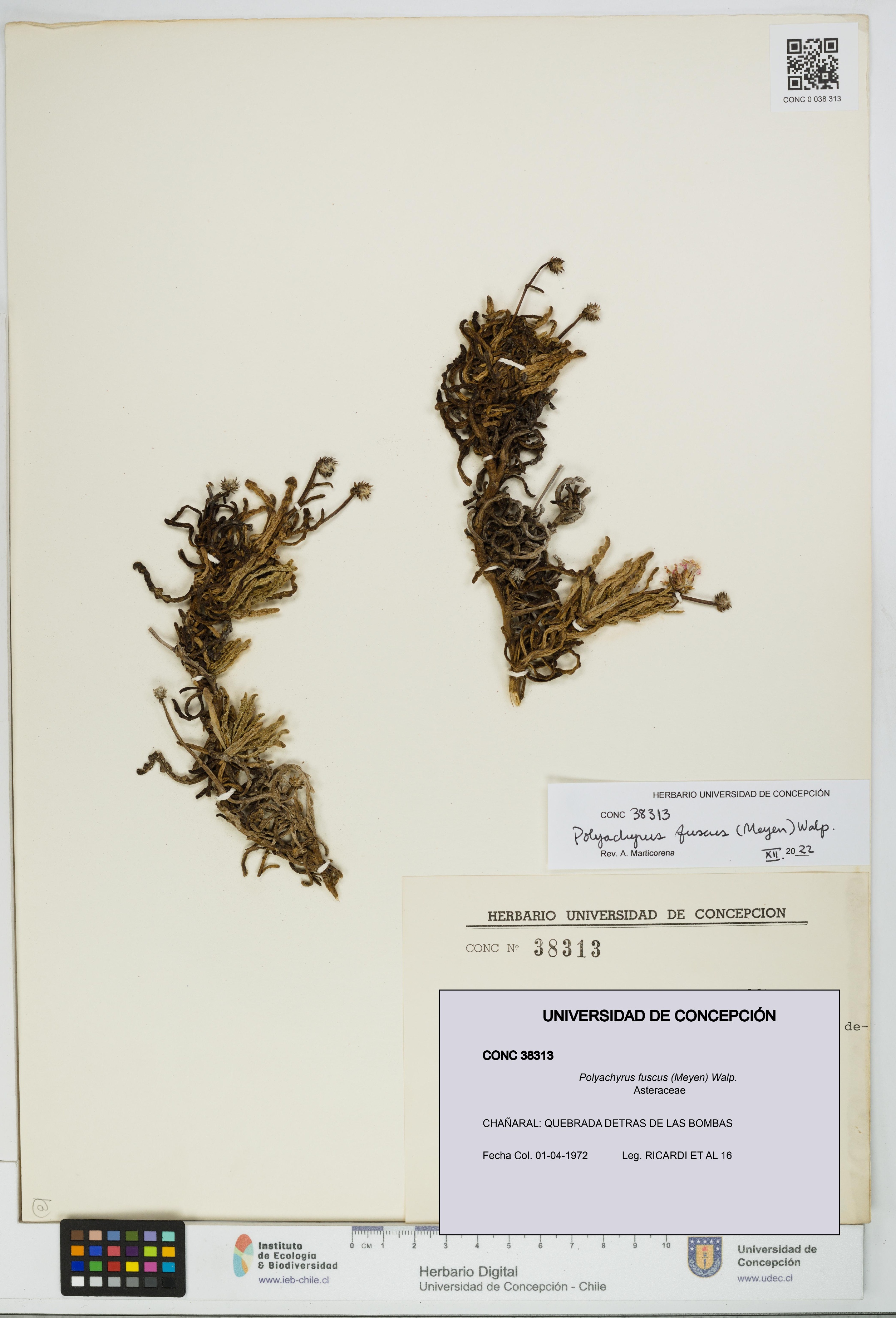 Polyachyrus fuscus [Espécimen: UDEC:CONC:0038313]