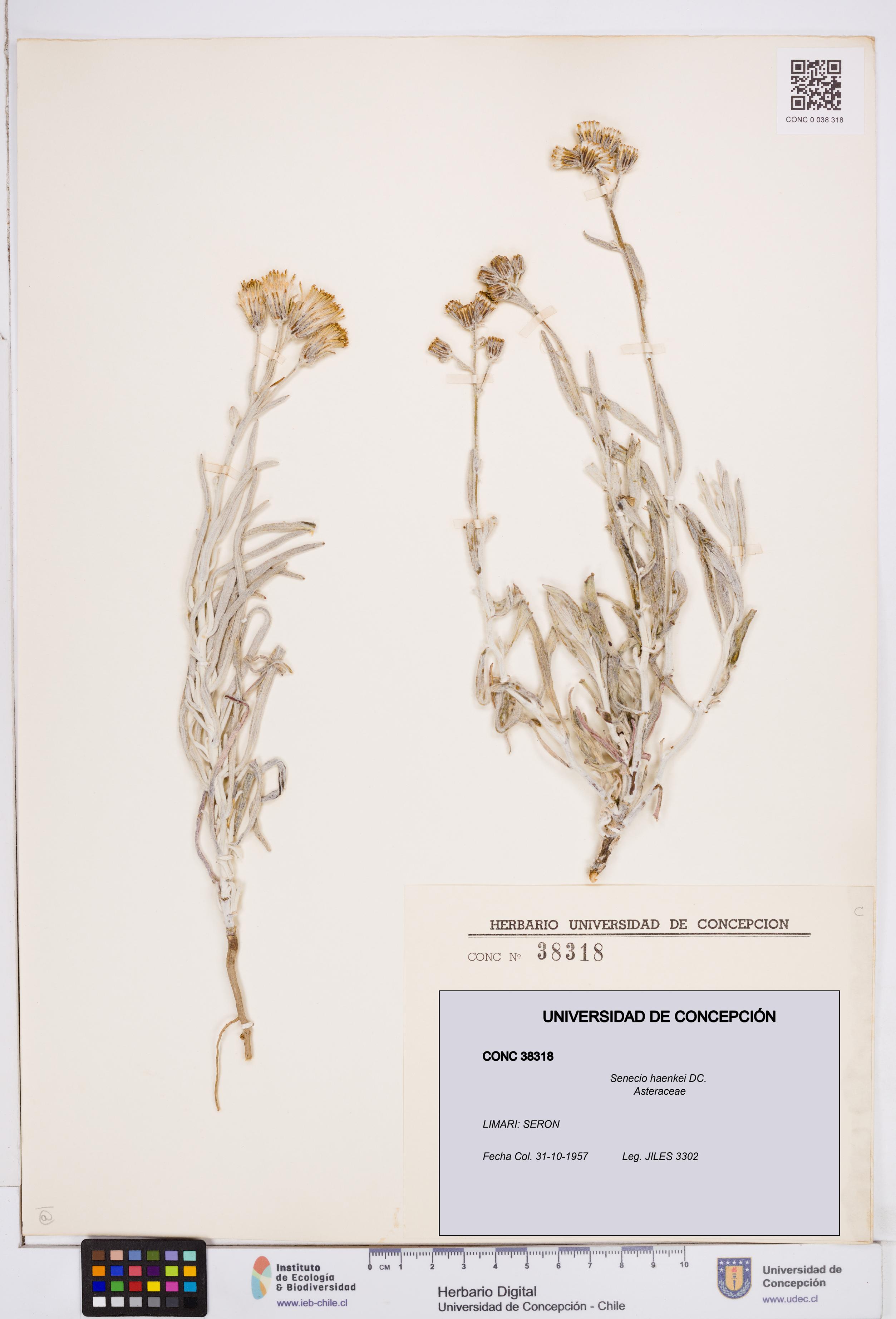 Senecio haenkei [Espécimen: ]